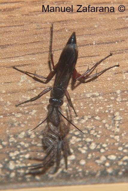 Pompilidae con preda (giovane Segestria sp.)